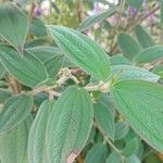 Tibouchina urvilleana Hoja