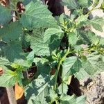 Solanum physalifolium Leaf