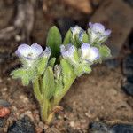 Phacelia cephalotes Συνήθη χαρακτηριστικά