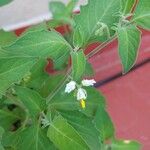 Solanum chenopodioides Flower