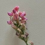 Onobrychis arenaria फूल