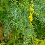 Asparagus officinalis Folha