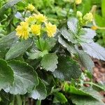 Kalanchoe blossfeldiana Vivejo