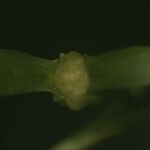 Carapichea guianensis