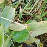 Ophrys apifera Blatt