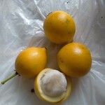 Garcinia intermedia Fruit