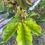 Handroanthus chrysotrichus Fuelha