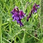 Vicia eriocarpa Blodyn