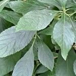 Clethra alnifolia Hoja