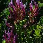 Astragalus monspessulanus Цвят