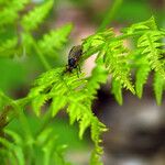 Gymnocarpium dryopteris ഇല