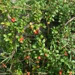 Cotoneaster horizontalisЛисток