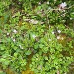 Saxifraga spathularis Flower