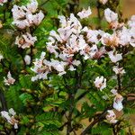 Tessmannia anomala Flor