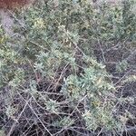 Atriplex canescens Leaf