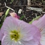 Oenothera speciosa Kvet