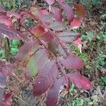 Rhus copallinum Blad