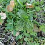 Urtica urens Ліст