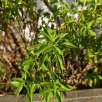 Ocimum americanum পাতা