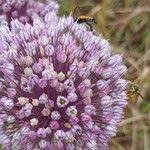 Allium ampeloprasumFlower