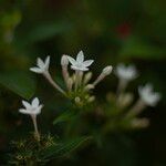 Pentas lanceolataFlower