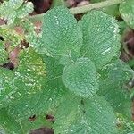 Mentha × rotundifolia Leht