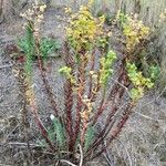Euphorbia paralias Habitat