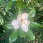Magnolia virginiana Kvet