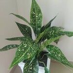 Aglaonema costatum পাতা