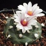 Turbinicarpus schmiedickeanus Квітка