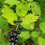 Actaea spicata Lehti