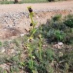 Ophrys aranifera Характер