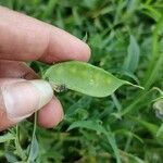 Lathyrus sativus Gyümölcs