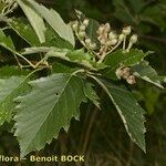 Karpatiosorbus remensis Otro