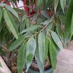 Ficus binnendykii ഇല