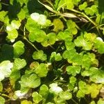 Ranunculus omiophyllus Leaf