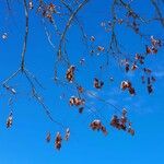 Koelreuteria paniculata Fruit