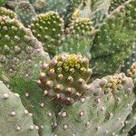 Consolea rubescens Otro