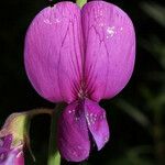 Lathyrus vestitus Flower