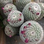 Mammillaria haageana Blad