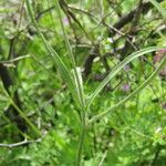 Ranunculus illyricus Leaf