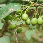 Viburnum prunifolium Плод