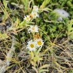 Erigeron caespitosus Žiedas