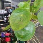 Pilea peperomioides Leaf