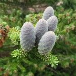 Abies koreana Vaisius