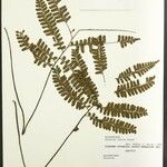 Adiantum terminatum Folha