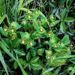 Euphorbia dulcisBlomst