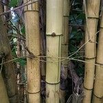 Bambusa vulgaris Кора
