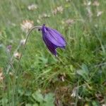 Aquilegia einseleana फूल