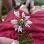 Coronilla variaFlower